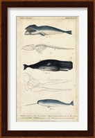 Antique Whale & Dolphin Study III Fine Art Print