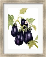 Watercolor Eggplant Fine Art Print
