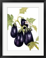Watercolor Eggplant Fine Art Print