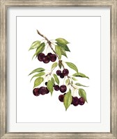 Watercolor Cherries Fine Art Print