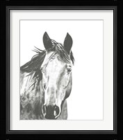 Wildlife Snapshot: Horse I Framed Print