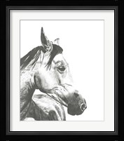 Wildlife Snapshot: Horse II Framed Print