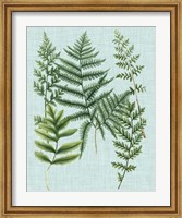 Spa Ferns I Fine Art Print