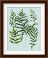 Spa Ferns I Fine Art Print