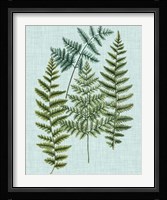 Spa Ferns II Framed Print
