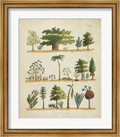 Arbor Sampler I Fine Art Print