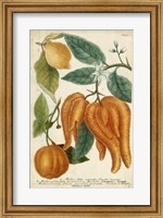Exotic Citrus I Fine Art Print
