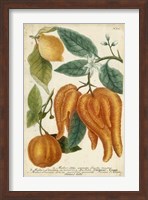 Exotic Citrus I Fine Art Print