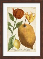 Exotic Citrus II Fine Art Print