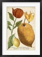 Exotic Citrus II Fine Art Print