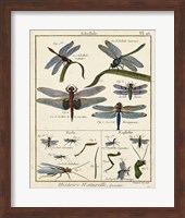 Histoire Naturelle Insects I Fine Art Print