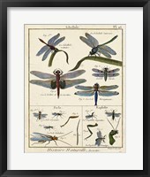 Histoire Naturelle Insects I Fine Art Print