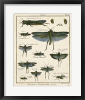 Histoire Naturelle Insects II Fine Art Print