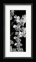 Dogwood 1 Fine Art Print
