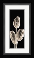 Tulips (panel) Fine Art Print