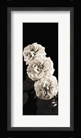 Roses Fine Art Print