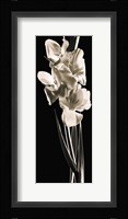Gladiolas Fine Art Print