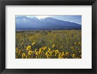 Colorado Mtns Daisies Fine Art Print