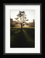 Tree and Light Fine Art Print