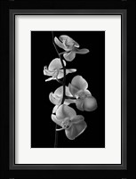 Orchids 1 Fine Art Print
