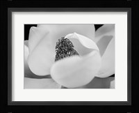 Magnolia Fine Art Print