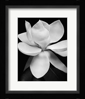 Magnolia Framed Print