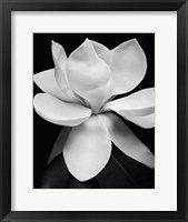 Magnolia Framed Print