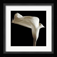 Lily Fine Art Print