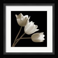 Tulips Fine Art Print