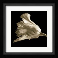 Tulip Fine Art Print