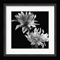 Dahlia Fine Art Print