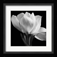 Gardenia Fine Art Print