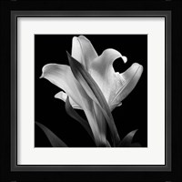 Lily 2 Fine Art Print