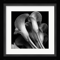 Lillies2 Fine Art Print