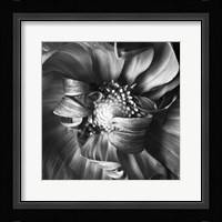 Dahlia 1 Fine Art Print