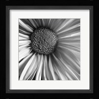 Daisy Fine Art Print
