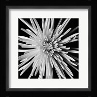 Spider Mum Fine Art Print