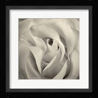 White Rose Fine Art Print