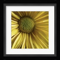Yellow Daisy Fine Art Print
