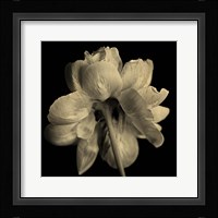 Flower Sepia Fine Art Print