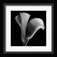 Calla Lilies Black and White Fine Art Print