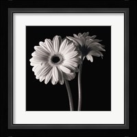 Gerber Daisies 1 Fine Art Print