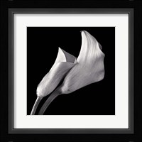 Calla Lilies Fine Art Print