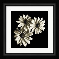 Three Black-Eyed Susans Fine Art Print