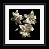 Three Lilies Fine Art Print