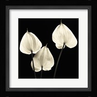 Three Tropicals Fine Art Print