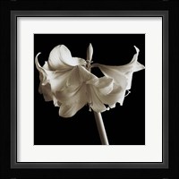 Amaryllis Fine Art Print