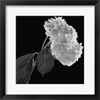 Hydrangea Fine Art Print