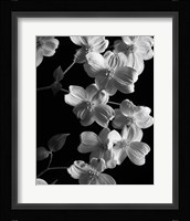 Dogwood 2 Fine Art Print