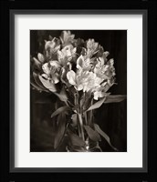 Alstroemeria Fine Art Print